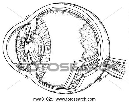 Eye, canine View Large Illustration Stock Illustration - Eye, canine. Fotosearch
