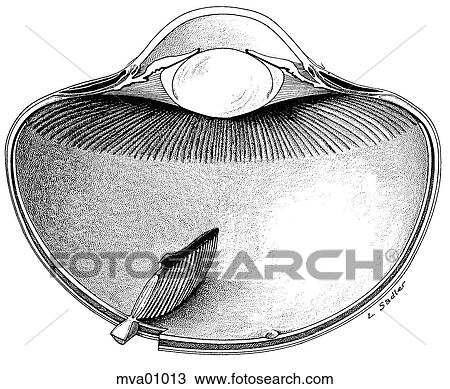 Eye, chicken View Large Illustration Drawing - Eye, chicken. Fotosearch