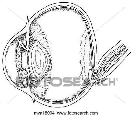 Stock Illustration - Eye, equine. Fotosearch