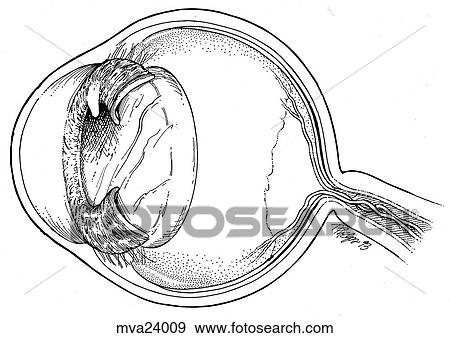 Stock Illustration - Eye, feline. Fotosearch