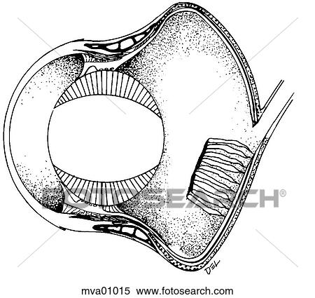 Eye, raptor View Large Illustration Stock Illustration - Eye, raptor. Fotosearch