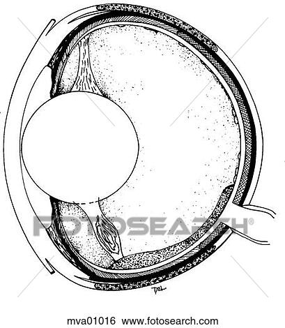 Stock Illustration - Eye, teleost. Fotosearch