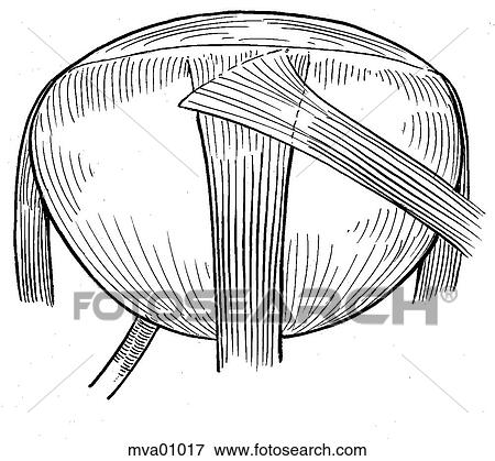 Eye, trout View Large Illustration Stock Illustration - Eye, trout. Fotosearch