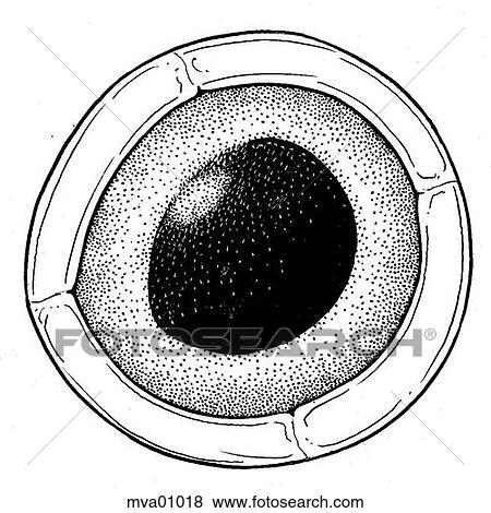 Eye, trout View Large Illustration Stock Illustration - Eye, trout. Fotosearch
