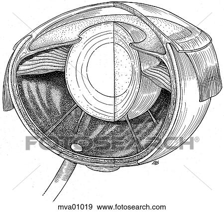 Stock Illustration - Eye, trout. Fotosearch