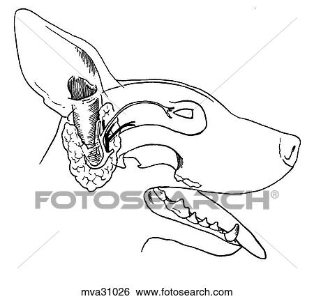 Facial and auriculotemporal nerves, canine View Large Illustration Stock Illustration - Facial and auriculotemporal nerves, canine. Fotosearch