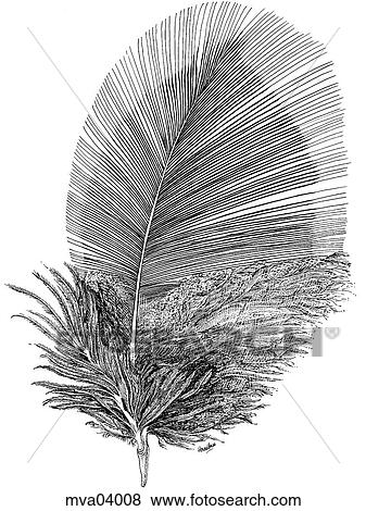 Feather, contour breast View Large Illustration Stock Illustration - Feather, contour breast. Fotosearch