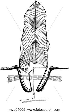 Feather, developing View Large Illustration Stock Illustration - Feather, developing. Fotosearch