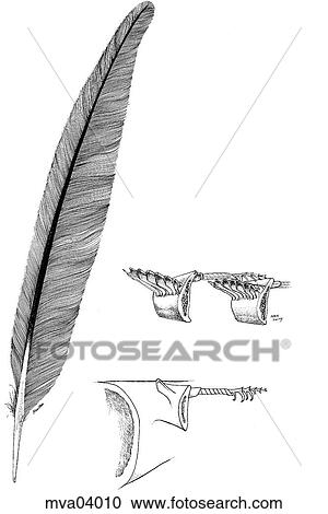 Feather, wing View Large Illustration Clipart - Feather, wing. Fotosearch