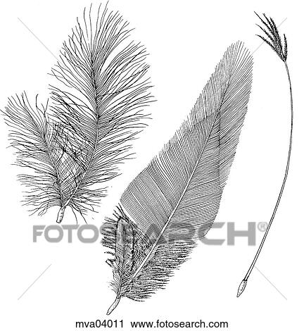 Feathers, types View Large Illustration Clip Art - Feathers, types. Fotosearch