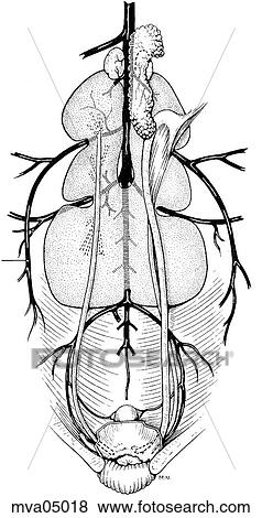 Female urogenital system, bird View Large Illustration Stock Illustration - Female urogenital system, bird. Fotosearch