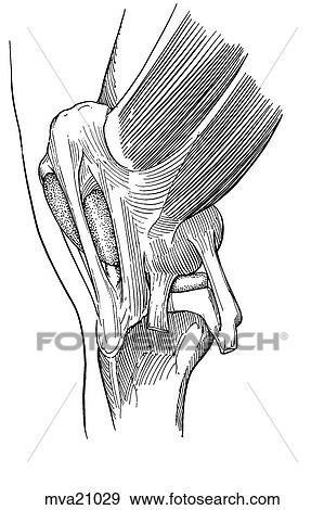 Femoropatellar joint, equine View Large Illustration Stock Illustration - Femoropatellar joint, equine. Fotosearch