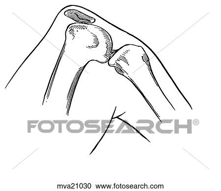Clipart - Femorotibial joint, equine. Fotosearch