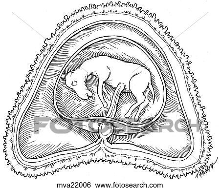 Stock Illustration - Fetus, equine. Fotosearch