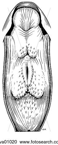Floor of the mouth, bird View Large Illustration Clipart - Floor of the mouth, bird. Fotosearch