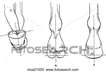 Drawing - Foot and pastern axis, equine. Fotosearch
