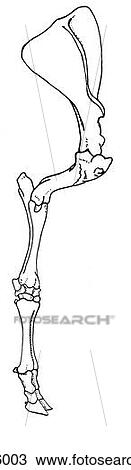 Drawing - Forelimb skeleton, cow. Fotosearch