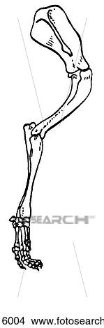 Stock Illustration - Forelimb skeleton, dog. Fotosearch