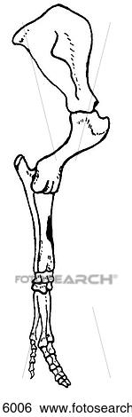 Stock Illustration - Forelimb skeleton, pig. Fotosearch