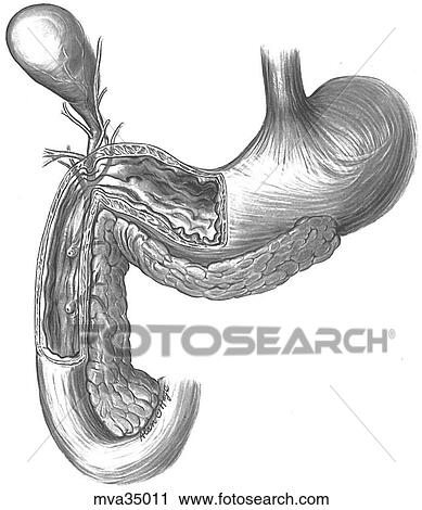 Gallbladder and surround anatomy, canine View Large Illustration Clip Art - Gallbladder and surround anatomy, canine. Fotosearch