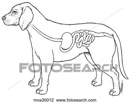 Gastrointestinal system, canine View Large Illustration Drawing - Gastrointestinal system, canine. Fotosearch