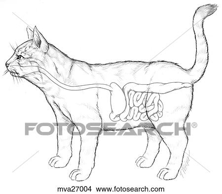 Gastrointestinal system, feline View Large Illustration Stock Illustration - Gastrointestinal system, feline. Fotosearch