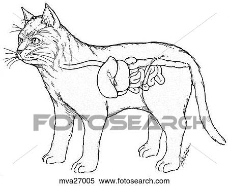 Gastrointestinal system, feline View Large Illustration Stock Illustration - Gastrointestinal system, feline. Fotosearch
