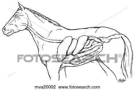 Drawing - Gastrointestinal sytem, equine. Fotosearch