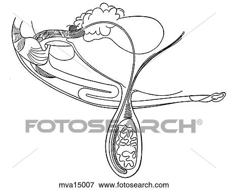 Genitalia, bull View Large Illustration Stock Illustration - Genitalia, bull. Fotosearch