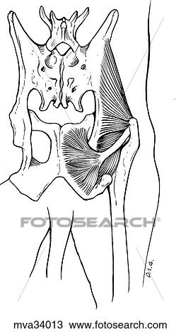 Gluteal region, inner pelvic muscles, canine View Large Illustration Drawing - Gluteal region, inner pelvic muscles, canine. Fotosearch