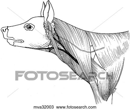 Drawing - Head and neck region, canine. Fotosearch