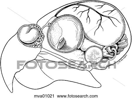 Head, bird View Large Illustration Clip Art - Head, bird. Fotosearch