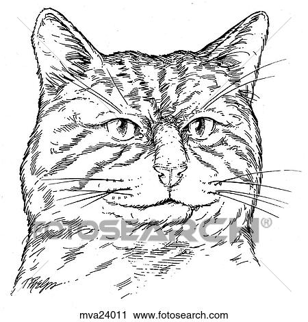 Clip Art - Head, feline. Fotosearch