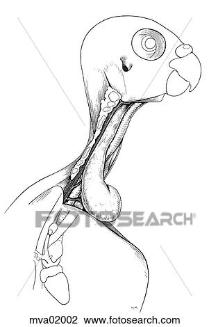 Drawing - Head, neck and thoracic inlet, bird. Fotosearch