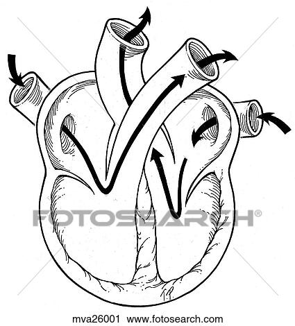 Heart and blood flow, feline View Large Illustration Clip Art - Heart and blood flow, feline. Fotosearch