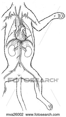 Drawing - Heart and circulatory system, feline. Fotosearch