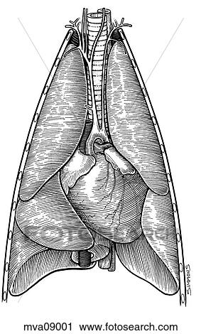 Clip Art - Heart and lungs in situ, ferret. Fotosearch