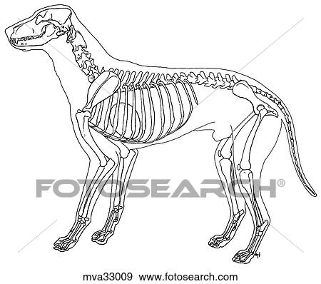 Heart and skeleton, canine View Large Illustration Stock Illustration - Heart and skeleton, canine. Fotosearch