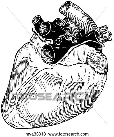 Heart, atrial view, canine View Large Illustration Drawing - Heart, atrial view, canine. Fotosearch