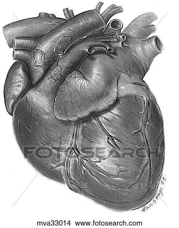 Heart, auricular surface, canine View Large Illustration Stock Illustration - Heart, auricular surface, canine. Fotosearch