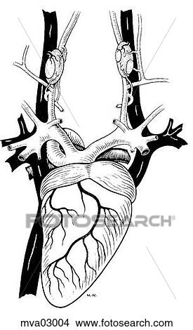 Stock Illustration - Heart, bird. Fotosearch