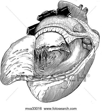 Stock Illustration - Heart, canine. Fotosearch