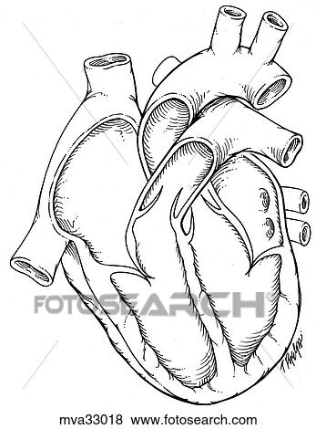 Stock Illustration - Heart, canine. Fotosearch
