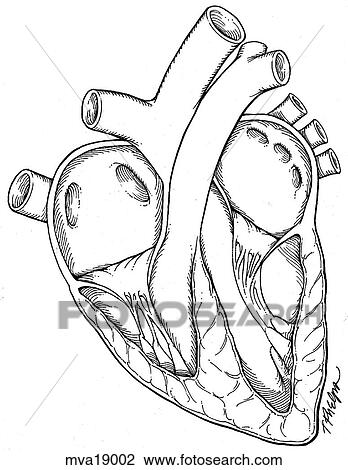 Drawing - Heart, equine. Fotosearch