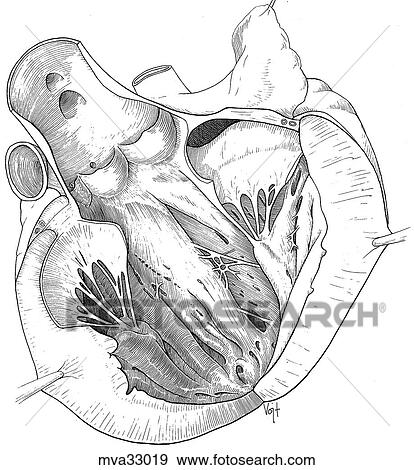 Heart, left caudolateral exposure, canine View Large Illustration Stock Illustration - Heart, left caudolateral exposure, canine. Fotosearch