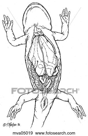 Heart, liver, and stomach, newt View Large Illustration Stock Illustration - Heart, liver, and stomach, newt. Fotosearch