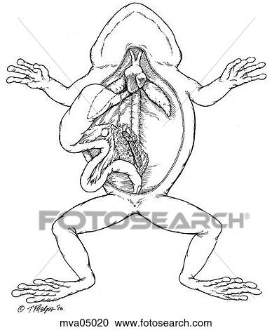 Heart, lungs and gonads, tree frog View Large Illustration Clipart - Heart, lungs and gonads, tree frog. Fotosearch