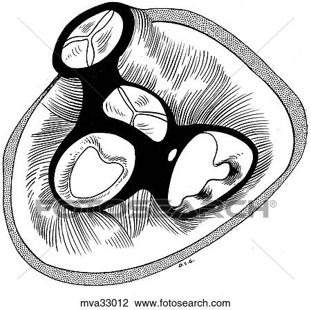 Heart, "skeleton", canine View Large Illustration Drawing - Heart, "skeleton", canine. Fotosearch