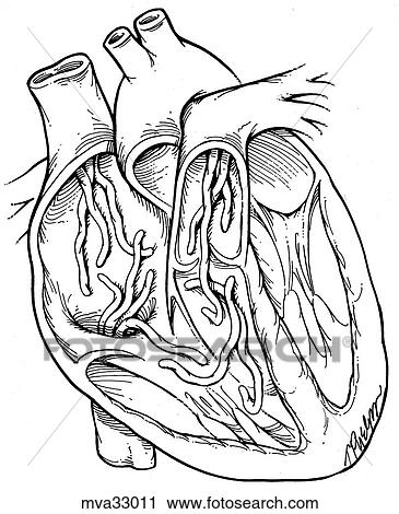 Heart with worms, canine View Large Illustration Clip Art - Heart with worms, canine. Fotosearch