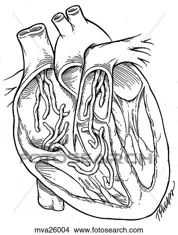 Heart with worms, feline View Large Illustration Stock Illustration - Heart with worms, feline. Fotosearch